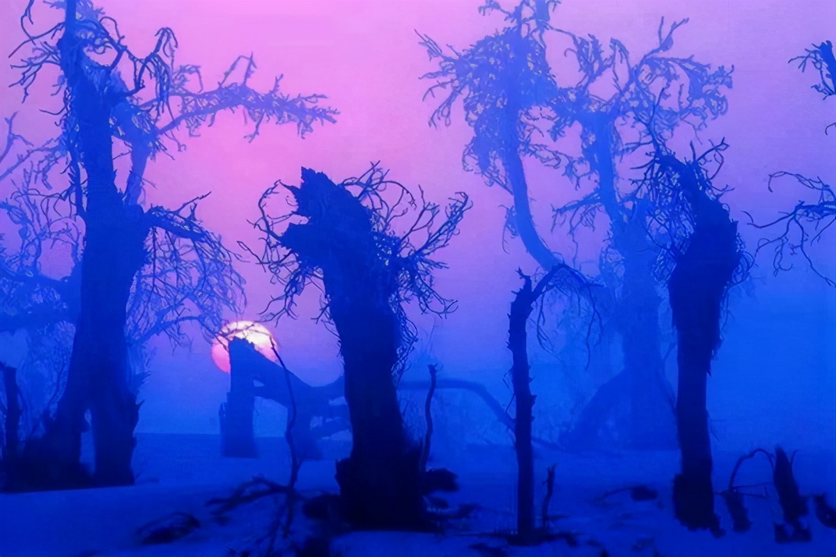 艺术家朗诵不朽的胡杨,千年不朽的胡杨