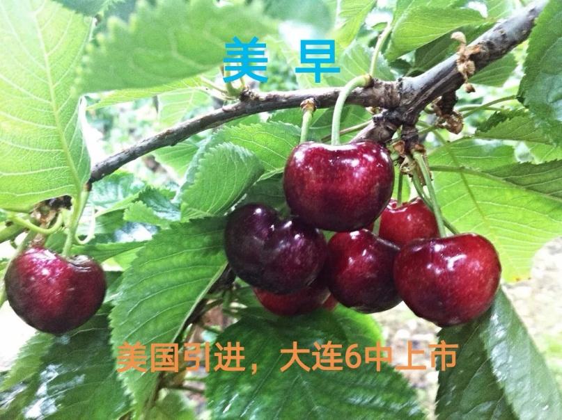 我国特色大樱桃生长习性,中国大樱桃种植分布图