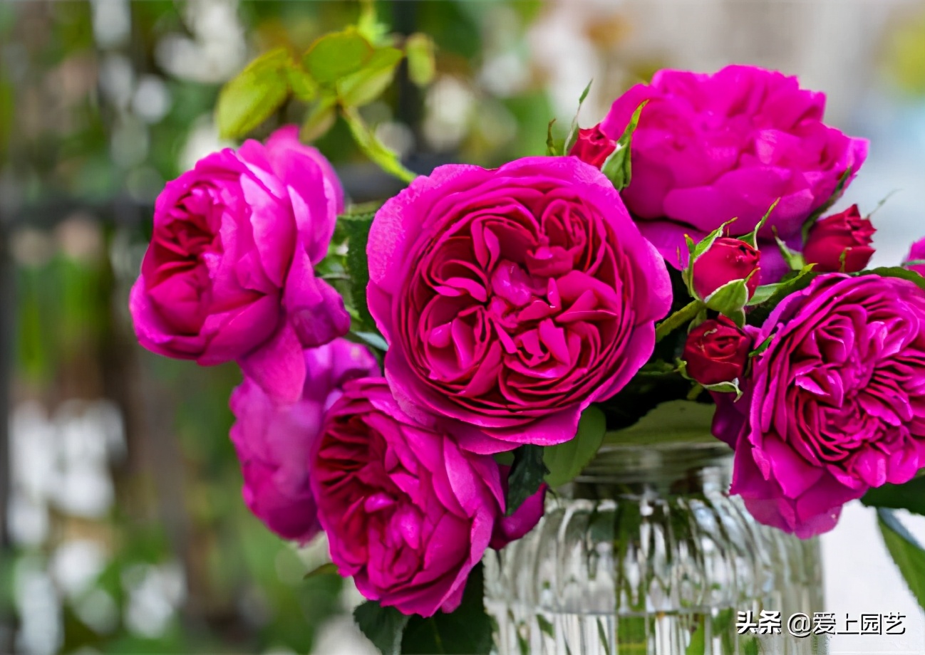 紫红色浓香月季有哪些品种,常见的大花浓香型月季