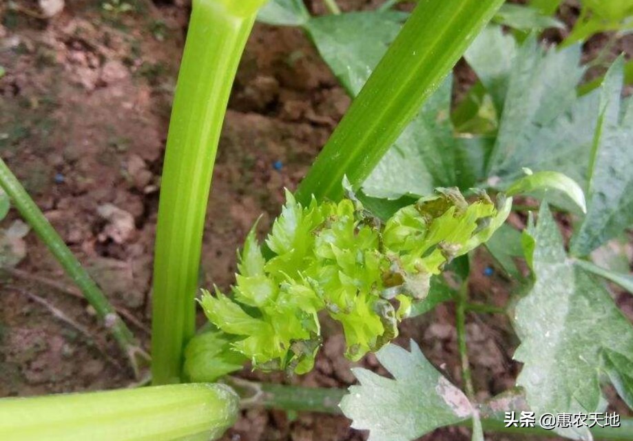 芹菜的种植技术芹菜病害,芹菜烧心烂根是怎么回事
