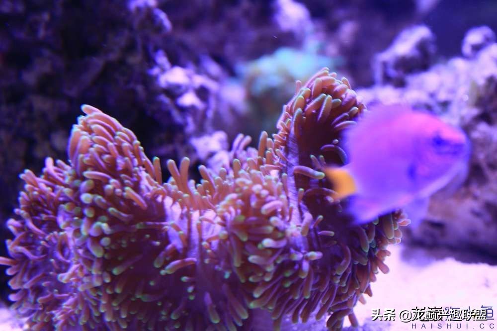 从零开始玩海缸的方法,从零开始玩海缸全过程