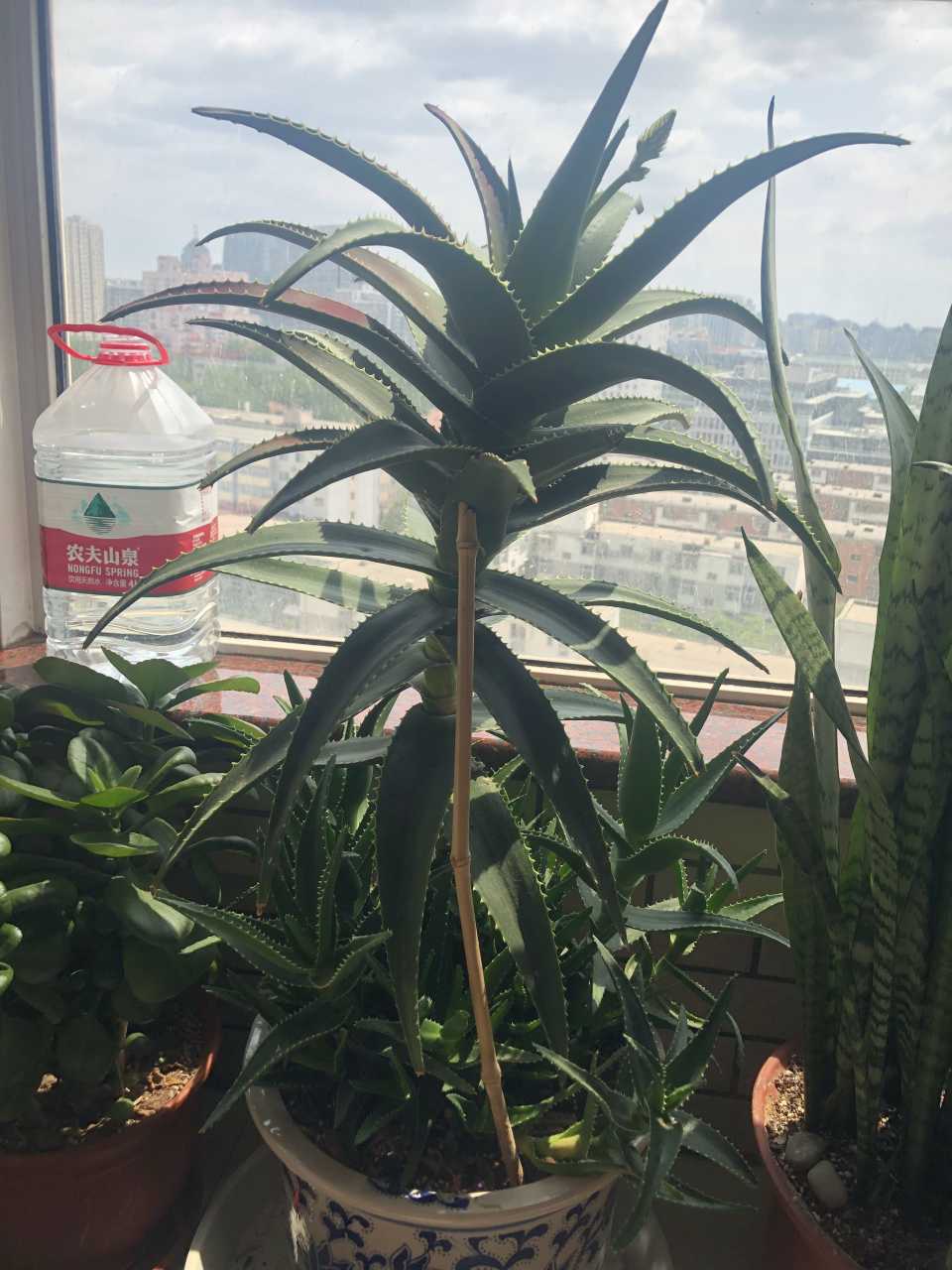 芦根的盆栽技巧,芦蒿种植不嫩怎么办