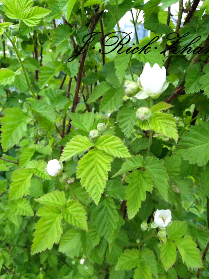 如何种野生树莓,树莓果的种子怎么种植