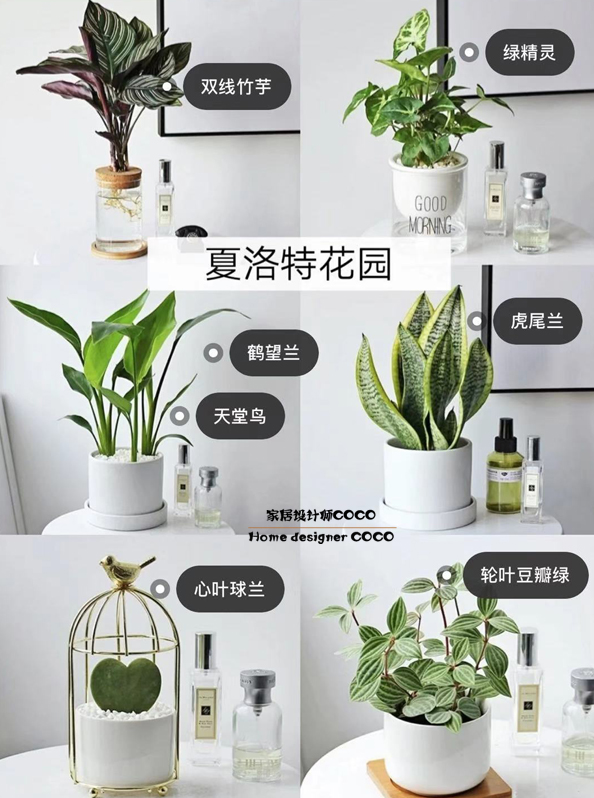 极简风格绿植店铺推荐,适合在卧室养的植物店铺