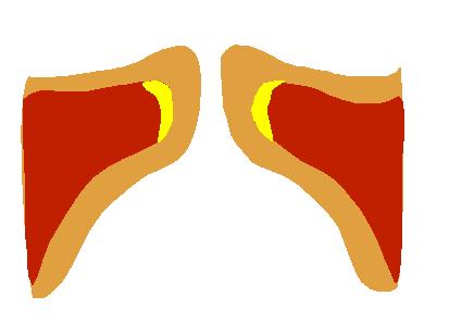 一张动图告诉你,一张图告诉你真声和假声