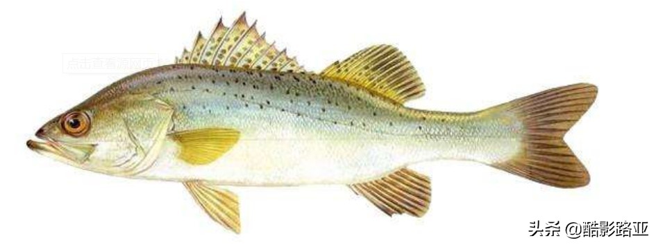 路亚鱼种对应假饵和钓法,新手钓路亚建议什么竿