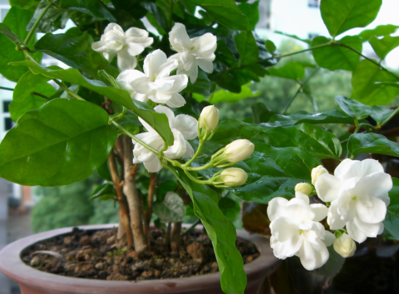 除了塑料花,还有这4种花,能够全年开花不断,只要条件达到即可