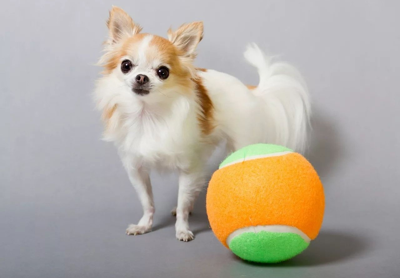 吉尼斯世界纪录最大的狗排名,吉尼斯记录体型最大的狗