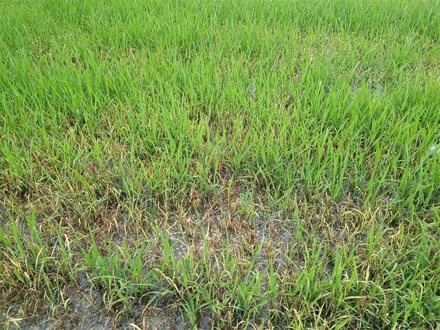 水稻直播除草技术大全,旱直播水稻二次封闭怎样用药