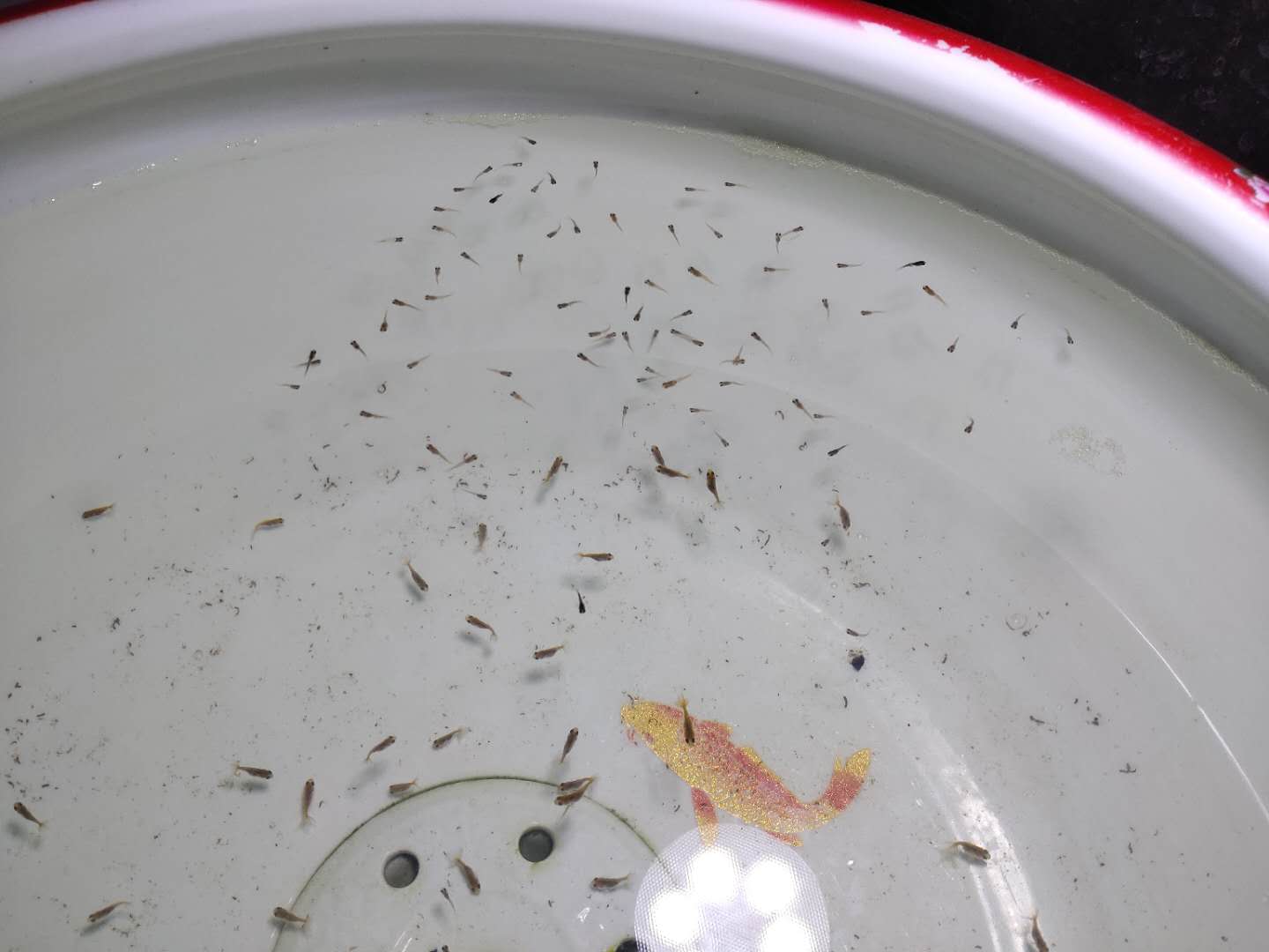 观赏鱼水草自然繁殖,观赏鱼用什么水草养最合适