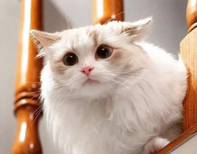 共享猫咪,共享猫咪有哪些项目