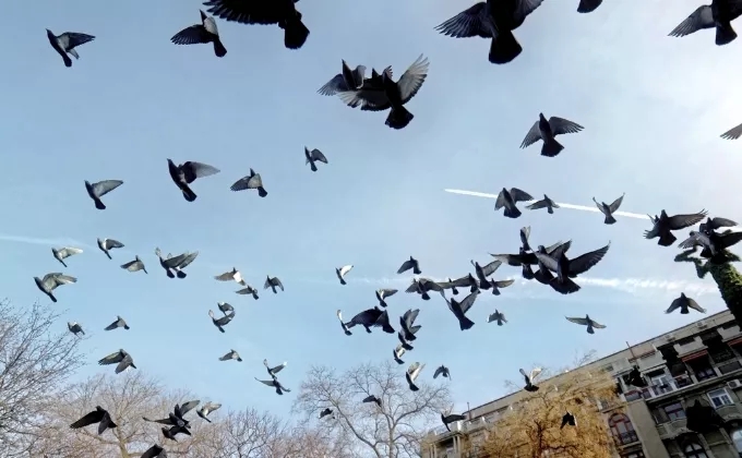 鸽子防止毛滴虫的方法,怎么让鸽子不长鸽痘