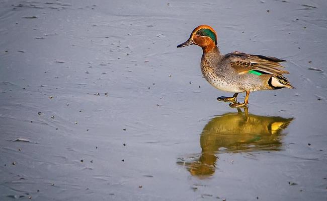 高清童年常见飞禽篇（值得珍藏）