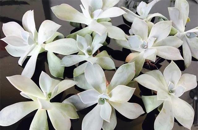 没躲过夏季多肉陡长，学习大神这样做，养成绝美老桩