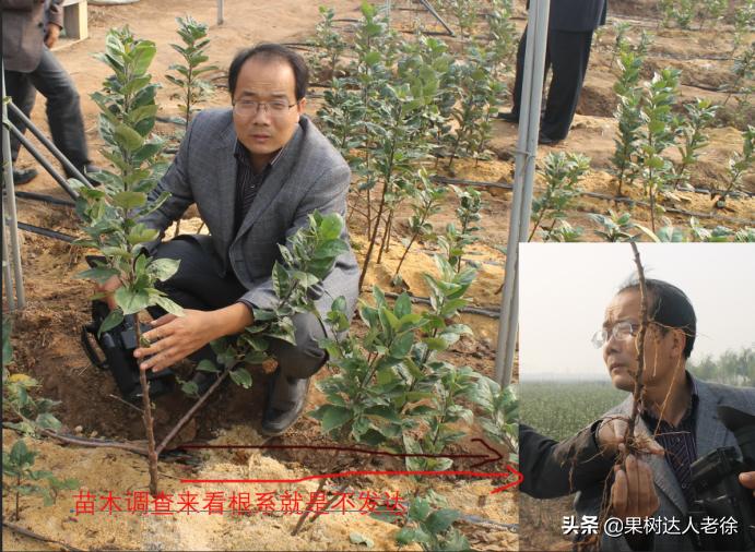 苹果矮化栽培管理,苹果矮化栽培的原理