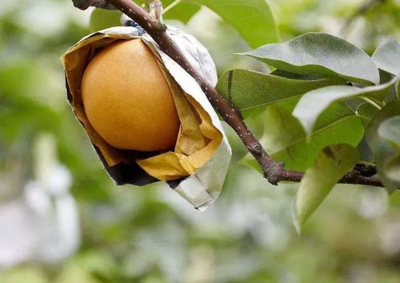 梨树周年栽培管理历,从清园萌芽到挂果采收,病虫管理和施肥方案