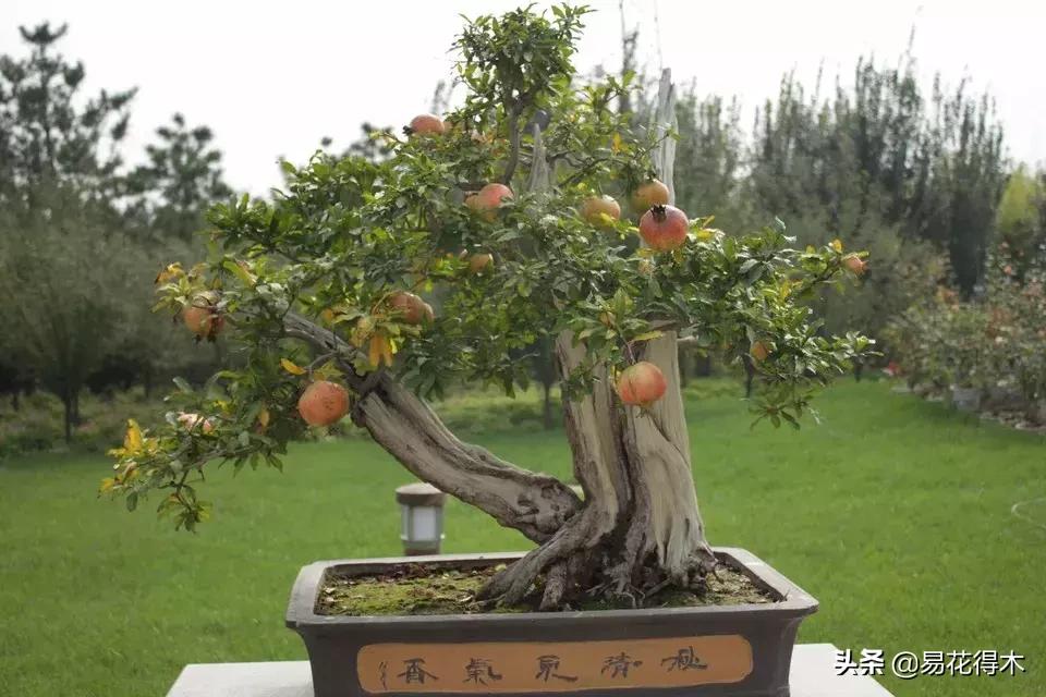 石榴盆景教程,石榴盆景养护小视频