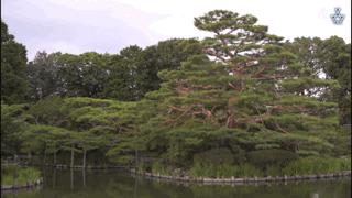 吸猫最高境界图片,吸猫最高境界完整视频