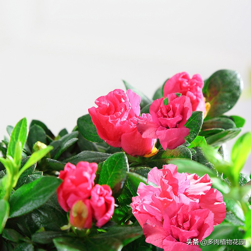 新发芽的杜鹃花怎么不开花,杜鹃花从花苞到开花需要多久