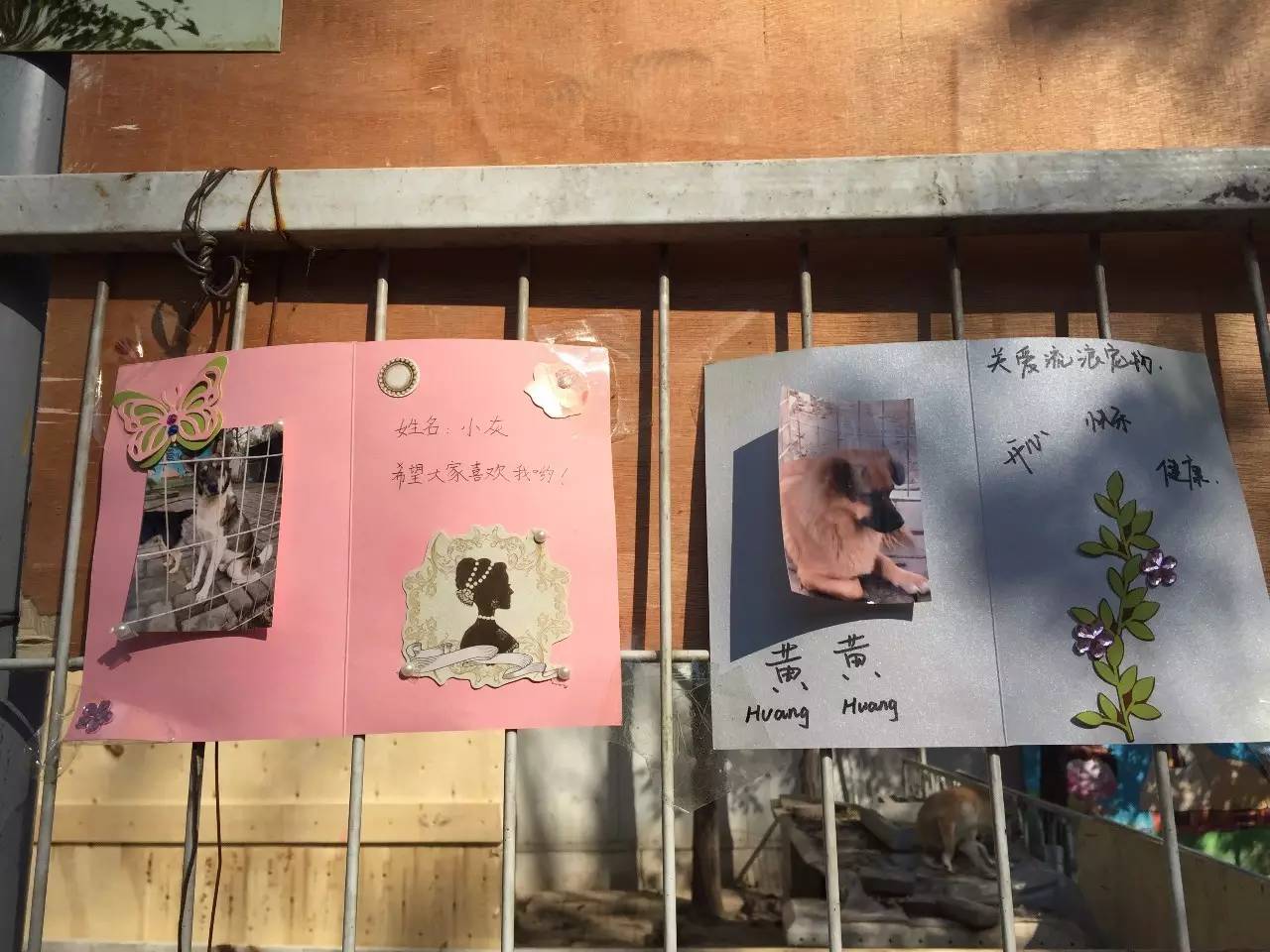 爱心和宽容让校园流浪狗与师生和谐相处