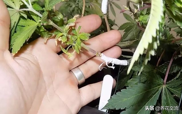 植物花卉嫁接需要用到的几个技巧，新手也能轻松学会
