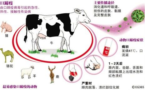 口蹄疫危害及防控,口蹄疫病毒危害