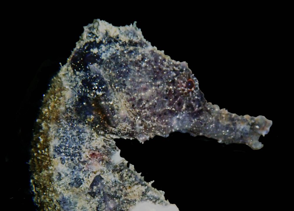 深圳附近海域鱼类大全,深圳海域动物