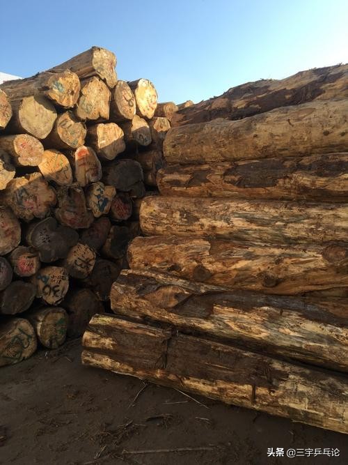 桧木特性介绍,桧木展示