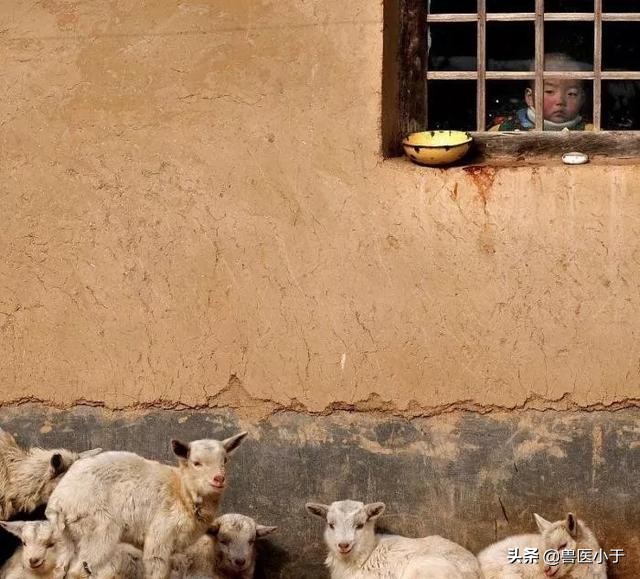 近期羊大面积咳嗽，怎么治疗最有效？