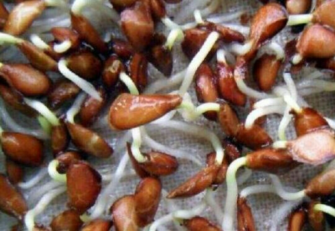 种花催芽最快的方法,5月份种子怎么播种