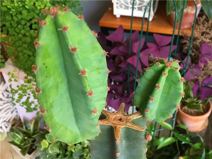 什么花放在家里最好看最实用,放家里风水好又好养的花有哪些