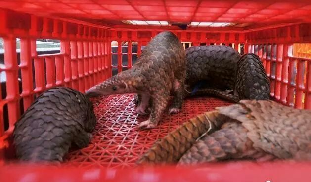 除了蝙蝠，这9大“野味”也不可食用，必须要了解的知识