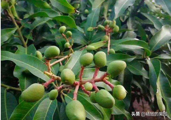 芒果落果严重怎么补救,芒果落花落果怎么防治