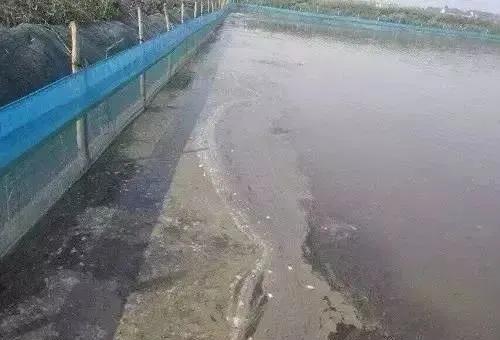 如何快速解决水体浑浊问题,处置水质的100种方法