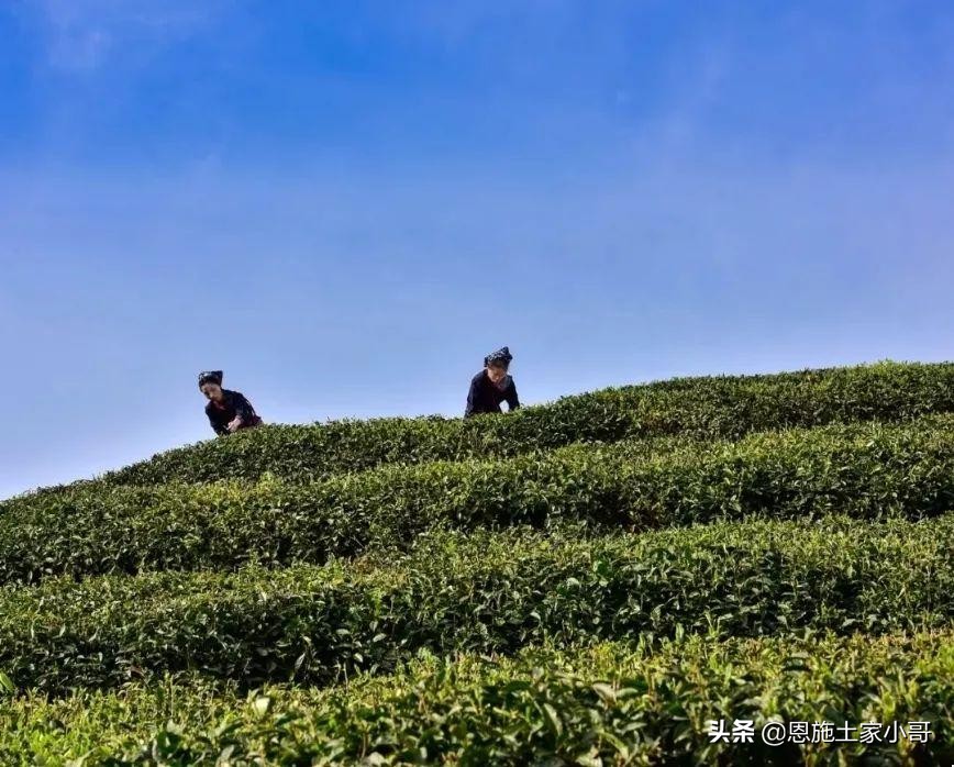 恩施土家人文地理：行游恩施，忠路雾洞春茶香