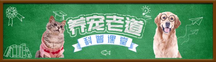 橘猫弄坏主人化妆品，被装进塑料袋挂起来，看这小眼神还挺凶