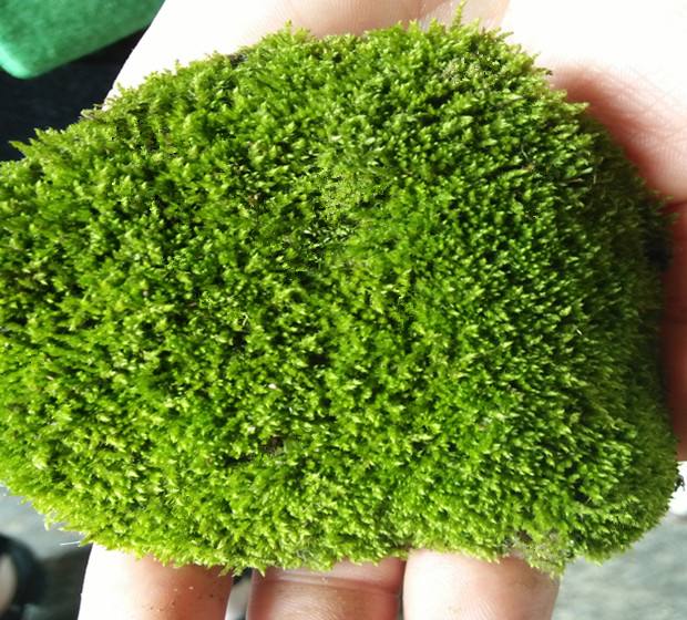 苔藓为什么不透水,苔藓植物为什么长不高