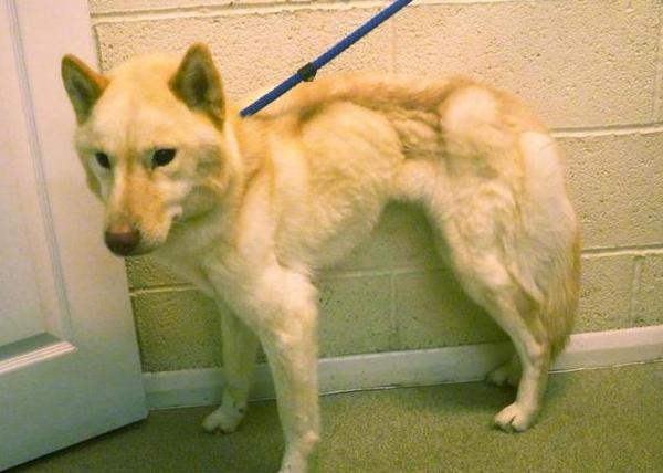 在狗狗眼里黑色物体很害怕,在狗狗眼里有昼夜之分吗