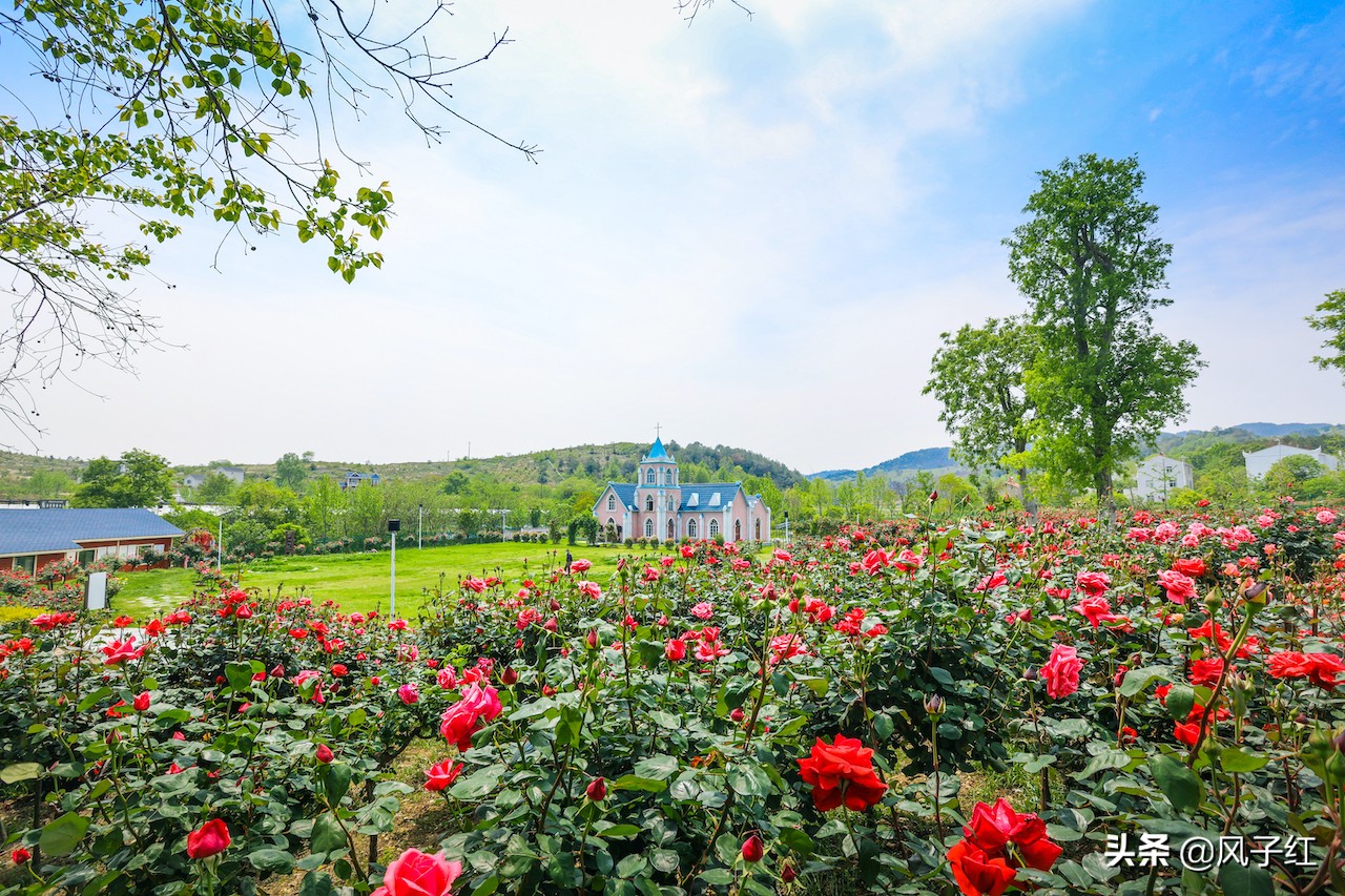 华中最大的玫瑰花园,中国最大的玫瑰花海