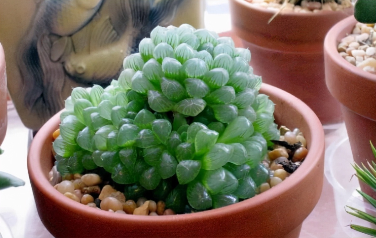 比较可爱的多肉植物,又萌又可爱的多肉植物