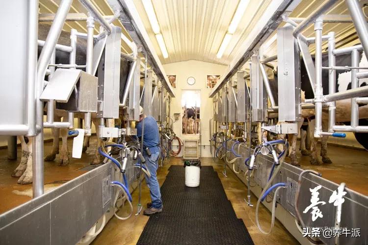 奶牛挤奶流程,奶站工作流程