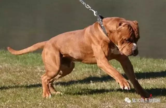 世界各国大型猛犬排名,世界各国猛犬排名