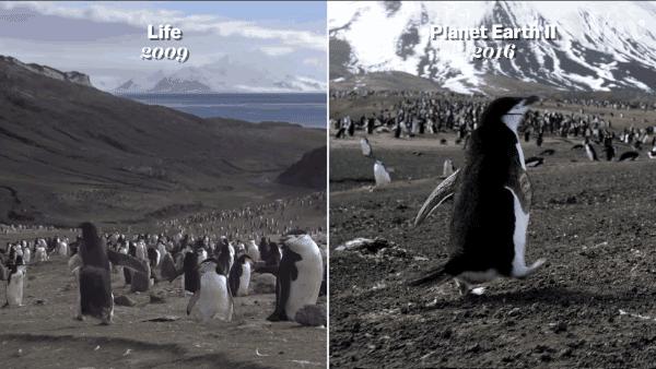 bbc纪录片揭露残忍人类对待动物,bbc动物纪录片造假事件