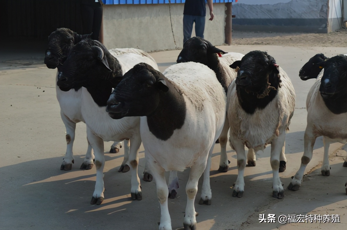 养殖杜泊绵羊赚钱,养殖杜泊羊的前景