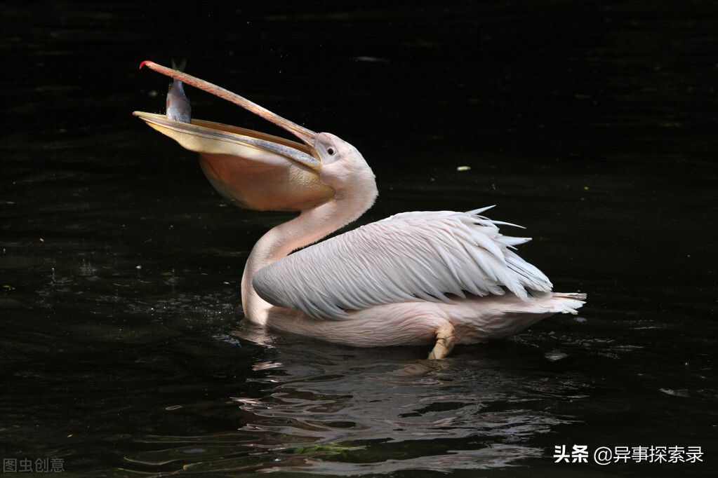 史前深海十大恐怖生物,深海底下的恐怖生物
