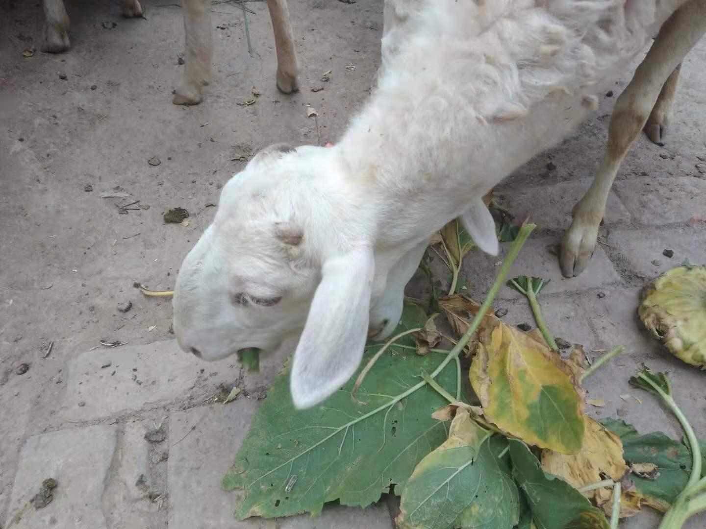 养羊容易出现的问题,养羊应注意的六大误区