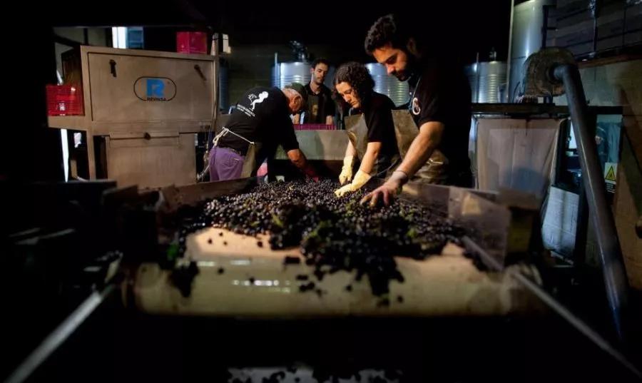 法国干红葡萄酒酿造过程,葡萄酒酿造过程