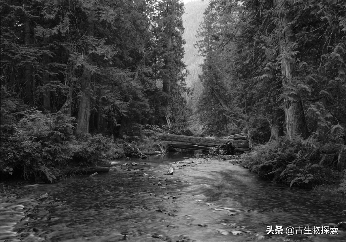 恐龙能不能复活,怎么让真的恐龙复活