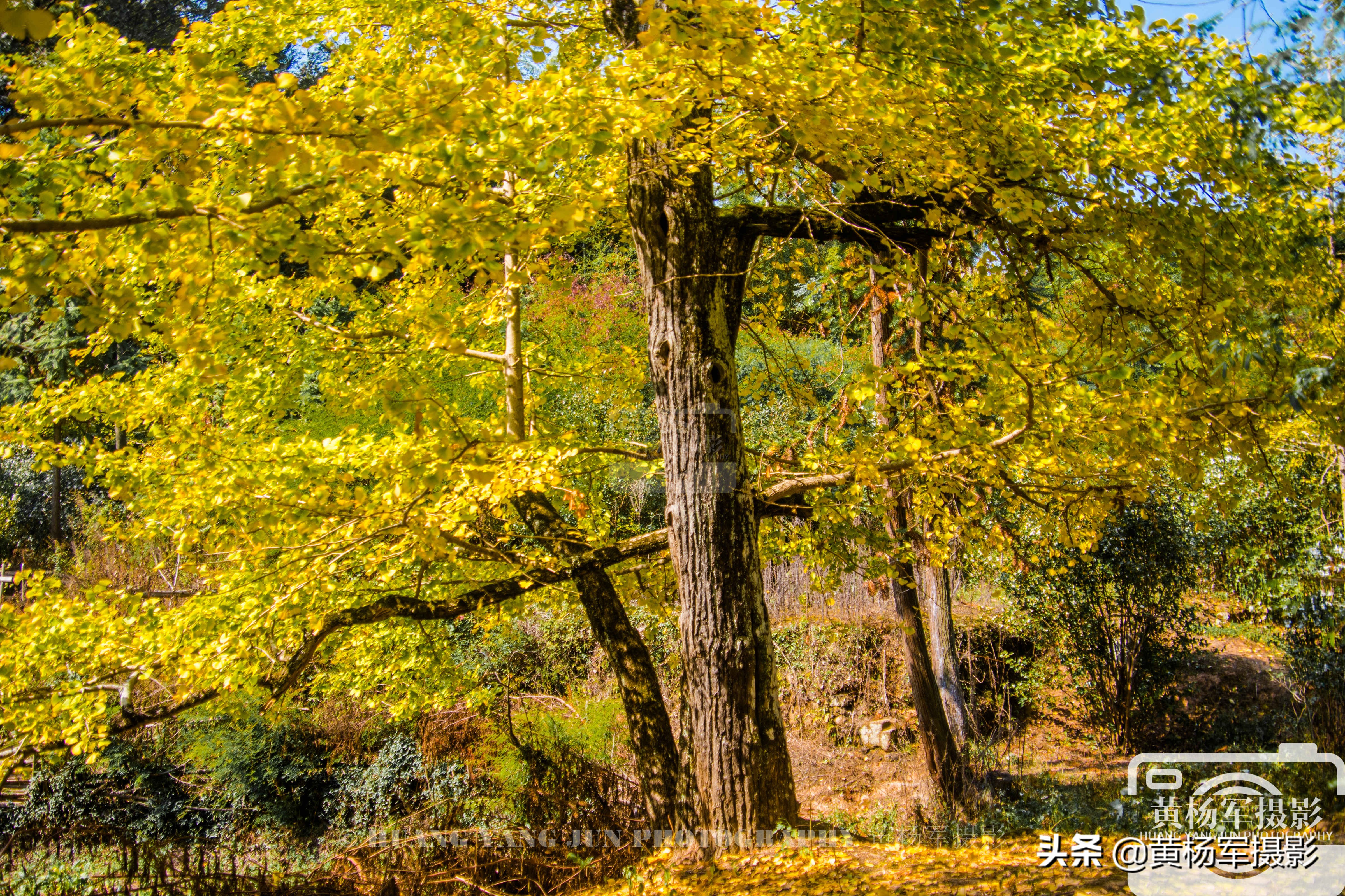 韶关千年银杏在哪里,南雄帽子峰银杏和坪田银杏哪个好