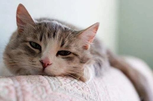 猫咪贫血吃补血肝精多久能好,猫咪有贫血和肾衰能治好吗